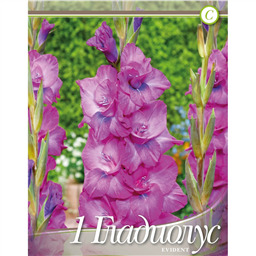 Гладиолус Эвидент