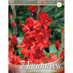 Гладиолус Файр Крекер