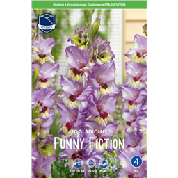 Гладиолус Фанни Фикшн