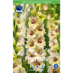 Гладиолус Феноменал