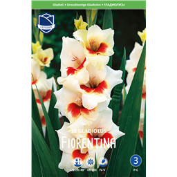 Гладиолус Фиорентина