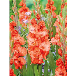 Гладиолус Флейминг Сансет