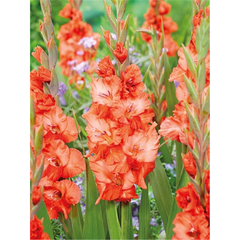 Гладиолус Флейминг Сансет