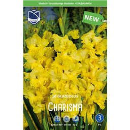 Гладиолус Харизма