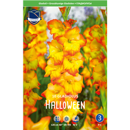 Гладиолус Хэллоуин