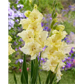 Гладиолус Хэппи Тач