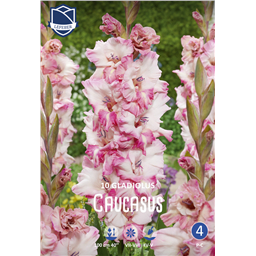 Гладиолус Кавказ