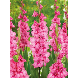 Гладиолус Кингстон Раффл