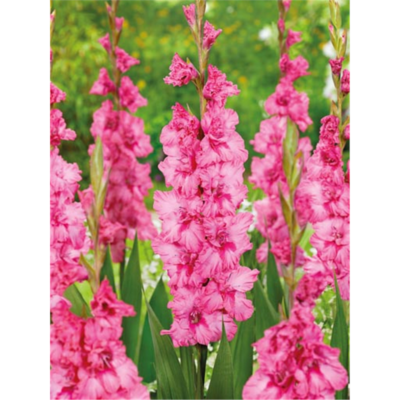 Гладиолус Кингстон Раффл