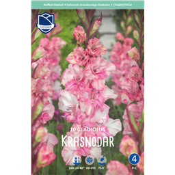 Гладиолус Краснодар