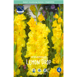 Гладиолус Лемон Дроп