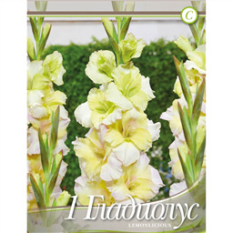 Гладиолус Лемонлициус