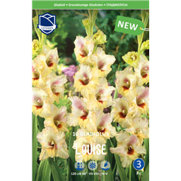 Гладиолус Луиза