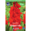 Гладиолус Манхэттен