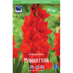 Гладиолус Манхэттен