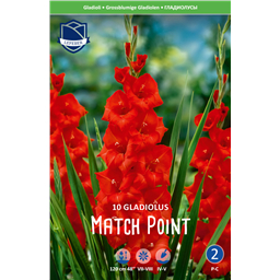 Гладиолус Матч Поинт