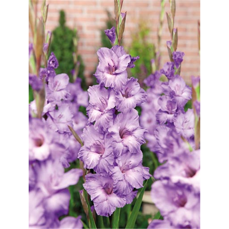 Гладиолус Милка