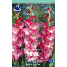Гладиолус Минск