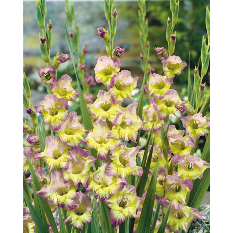 Гладиолус Мунлайт Шэдоу