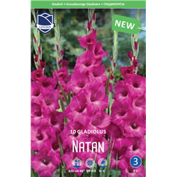 Гладиолус Натан