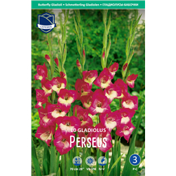 Гладиолус Персеус