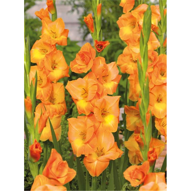 Гладиолус Пич Мельба