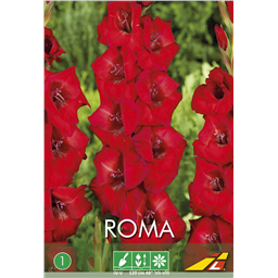 Гладиолус Рома