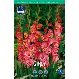 Гладиолус Синди