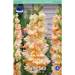 Гладиолус Сочи