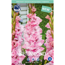 Гладиолус Софт Инесенс