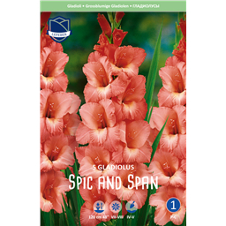 Гладиолус Спик энд Спан