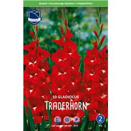 Гладиолус Традерхорн