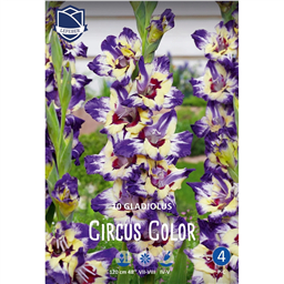 Гладиолус Циркус Колор