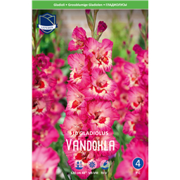 Гладиолус Вандохиа