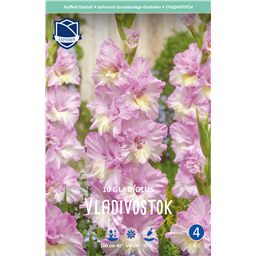 Гладиолус Владивосток