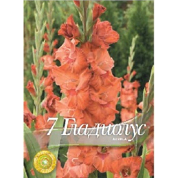 Гладиолус Африка