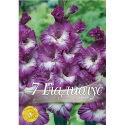 Гладиолус Анук