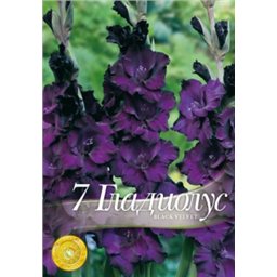 Гладиолус Блэк Вельвет