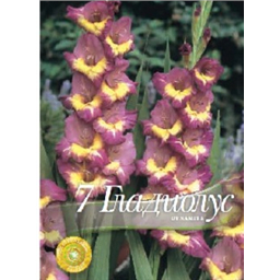 Гладиолус Динамит