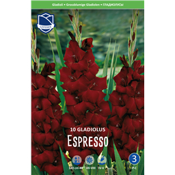 Гладиолус Эспрессо