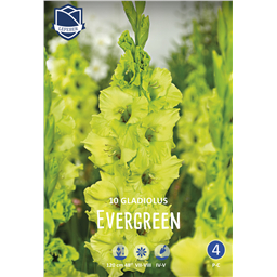 Гладиолус Эвергрин