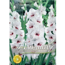 Гладиолус Фиорентина