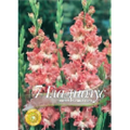 Гладиолус Фриззелед Корал Лейс