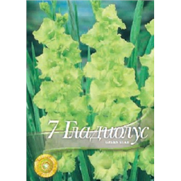 Гладиолус Грин Стар