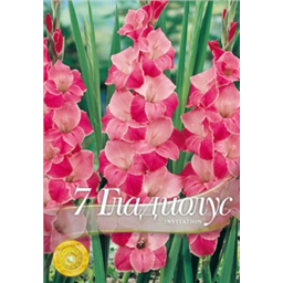 Гладиолус Инвитэйшн