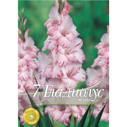 Гладиолус Май Лав