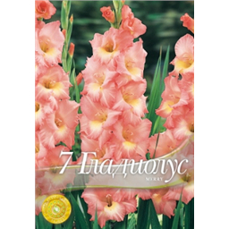 Гладиолус Мерри