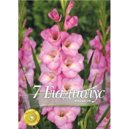 Гладиолус Милениум