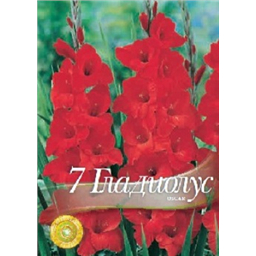 Гладиолус Оскар