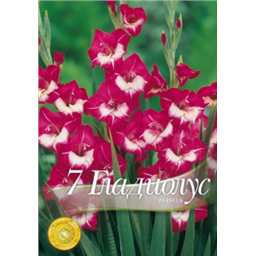 Гладиолус Персеус